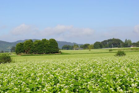 DX-1【茨城県共通返礼品/桜川市】【常陸秋そば】石臼挽き早刈りそば粉1ｋｇ×3袋入