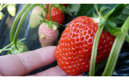 【数量限定】 爽やかな甘味！ いちご （かおり野） 15粒 2箱 【2026年3月発送】｜いちご フルーツ 果物 茨城県 行方市(W-1)