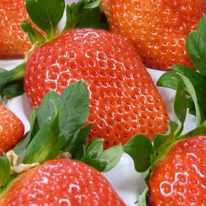 【2026年2月発送】甘～い！いちご やよいひめ 1箱(12粒～15粒入り)｜いちご イチゴ 苺 ストロベリー やよいひめ 果物 くだもの フルーツ 先行予約 茨城県 行方市(V-19)