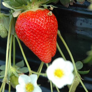 【2026年2月発送】甘～い！いちご やよいひめ 1箱(12粒～15粒入り)｜いちご イチゴ 苺 ストロベリー やよいひめ 果物 くだもの フルーツ 先行予約 茨城県 行方市(V-19)