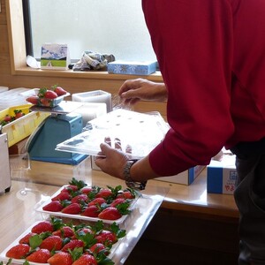 【2026年2月発送】甘～い！いちご やよいひめ 1箱(12粒～15粒入り)｜いちご イチゴ 苺 ストロベリー やよいひめ 果物 くだもの フルーツ 先行予約 茨城県 行方市(V-19)