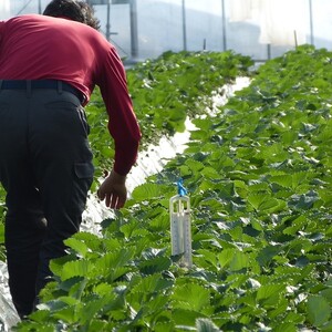 【2026年2月発送】甘～い！いちご やよいひめ 1箱(12粒～15粒入り)｜いちご イチゴ 苺 ストロベリー やよいひめ 果物 くだもの フルーツ 先行予約 茨城県 行方市(V-19)