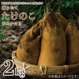 【2026年4月より順次発送】たけのこ 約2kg(米ぬか付き)|たけのこ タケノコ 筍 旬 米ぬか 堀りたて 先行予約 茨城県 行方市(CP-10)