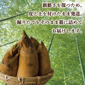 【2026年4月より順次発送】たけのこ 約2kg(米ぬか付き)|たけのこ タケノコ 筍 旬 米ぬか 堀りたて 先行予約 茨城県 行方市(CP-10)