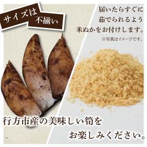 【2026年4月より順次発送】たけのこ 約2kg(米ぬか付き)|たけのこ タケノコ 筍 旬 米ぬか 堀りたて 先行予約 茨城県 行方市(CP-10)
