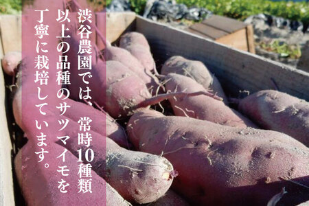 BZ-22 【12ヶ月定期便】渋谷農園の毎月食べ比べさつまいも 約10kg
