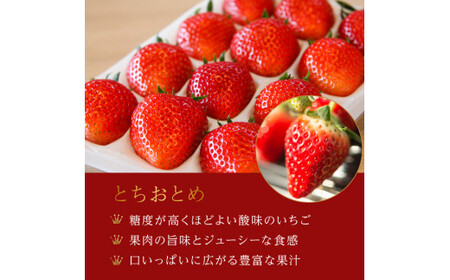 【3月発送】いちご 【 とちおとめ 】 1箱 （12～15粒） 村田さん家のいちご