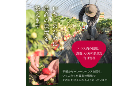 【1月発送】村田さん家のいちご【とちおとめ】1箱(12~15粒)