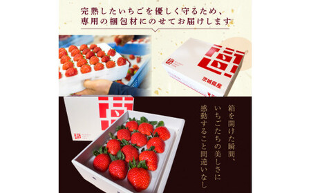 【1月発送】村田さん家のいちご【とちおとめ】1箱(12~15粒)