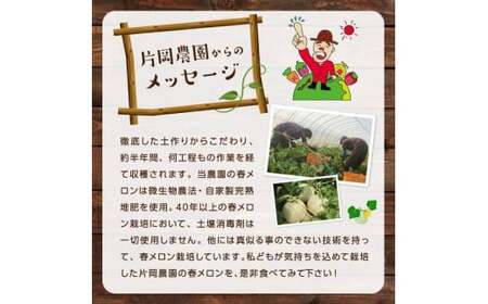 来年2026年先行予約！糖度抜群！奇跡のクインシーメロン（赤肉）2玉入り