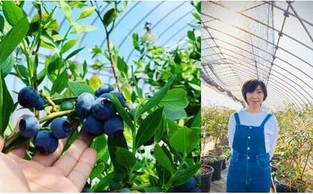 朝採り＜完熟＞ブルーベリー　400g