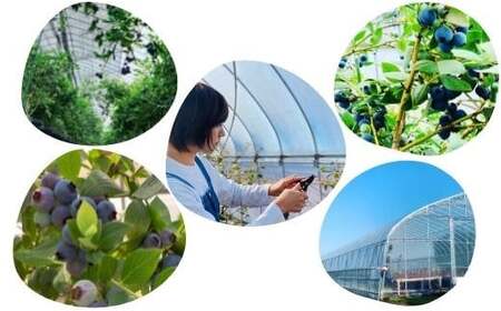 朝採り＜完熟＞ブルーベリー　400g