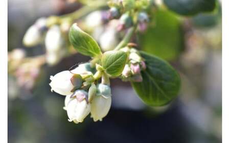 朝採り＜完熟＞ブルーベリー　400g