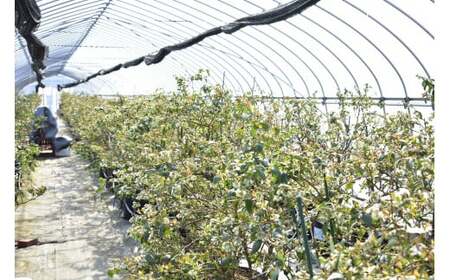 朝採り＜完熟＞ブルーベリー　400g