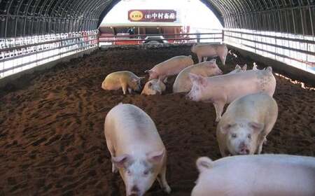 美明豚　切り落とし　2.2kg（茨城県共通返礼品／行方市産）