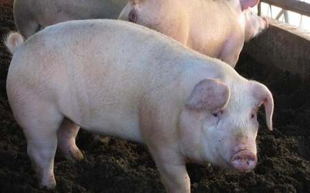 美明豚　切り落とし　2.2kg（茨城県共通返礼品／行方市産）