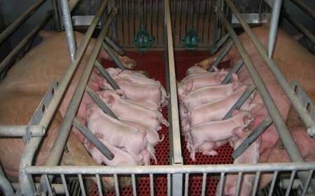 美明豚　切り落とし　2.2kg（茨城県共通返礼品／行方市産）