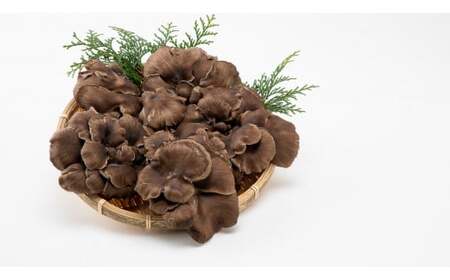 あわびたけ(170g×12パック)