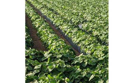 干し芋 100ｇ×10個　真空パック ほしいも 干しいも ほし芋 訳アリ B級品 人気 お菓子 ランキング スイーツ 紅はるか 送料無料 日 取り寄せ おすすめ 国産 母 父 敬老の日 しっとり お土産 美味しい おやつ 旬 特産品 和菓子 茨城 鉾田 ALINマネジメント