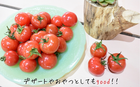 ミニトマト(プチぷよ) バラ詰め2.0kg【2月発送】