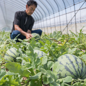 大玉スイカ（天竜）　1玉（6.5kg以上）