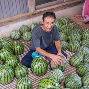 大玉スイカ（天竜）　1玉（6.5kg以上）