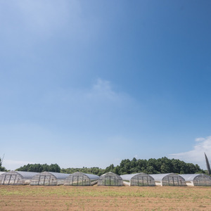 大玉スイカ（天竜）　1玉（6.5kg以上）