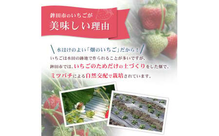 【1月発送】とちおとめ(レギュラーサイズ)4パック