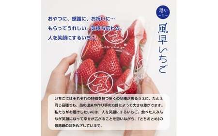 【1月発送】とちおとめレギュラー 250g×8パック