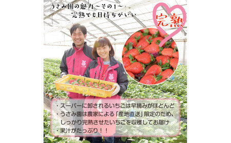 【2月発送】畑のいちご 「やよいひめ」 デラックス2箱