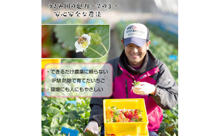 【1月発送】畑のいちご 「やよいひめ」 デラックス2箱