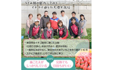 【1月発送】畑のいちご【やよいひめ】4パック