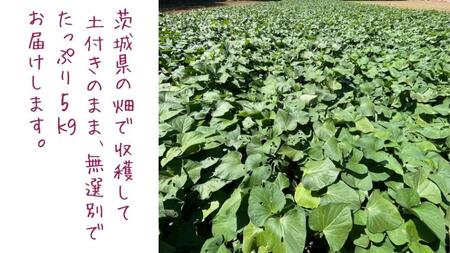 茨城県産 さつまいも 紅はるか 5kg （ 土付き サイズ無選別 ） べにはるか いも 茨城 甘い おいしい 美味しい