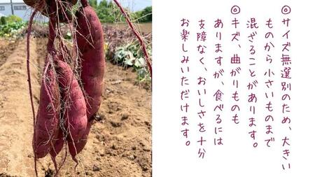 茨城県産 さつまいも 紅はるか 5kg （ 土付き サイズ無選別 ） べにはるか いも 茨城 甘い おいしい 美味しい