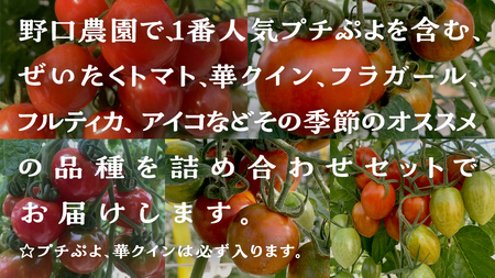【2024年11月から発送開始】 華クイン！プチぷよ！自慢のフルーツ ミニトマトセット！プチぷよ華クインを含む 5パック 約1.4kg トマト ミニトマト プチぷよ フルティカ アイコ 華クイン 新鮮 美味しい 野菜