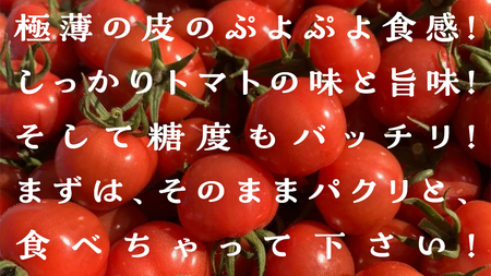 プチぷよミニトマト 合計 約1kg （約200ｇ × 5パック） トマト ミニトマト プチぷよ 新鮮 美味しい 野菜
