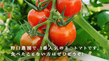 プチぷよミニトマト 合計 約1kg （約200ｇ × 5パック） トマト ミニトマト プチぷよ 新鮮 美味しい 野菜