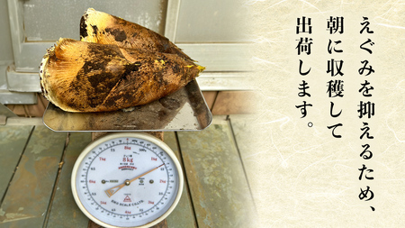 【 先行予約 】 【 数量限定 】 朝どれ【 たけのこ 】 3本 (合計1.5kg～2.0kg程度) 米ぬか 付き 産地直送 たけのこ 竹の子 筍 タケノコ 国産 煮物 炊き込みご飯 旬 季節もの 朝採れ 朝掘り