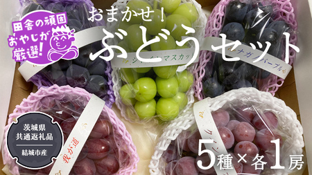 おまかせ！ ぶどう セット 5品種×各1房【2026年9月より発送開始】（茨城県共通返礼品 [ぶどう]：結城市産）