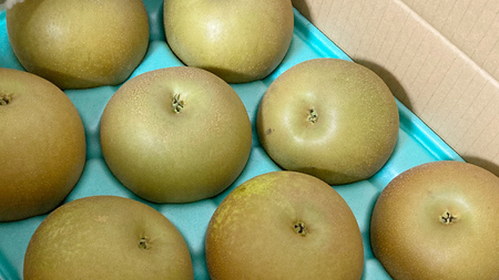 にっこり梨 5kg（8～14個）【2026年10月より発送開始】（茨城県共通返礼品 [梨]：大子町産）