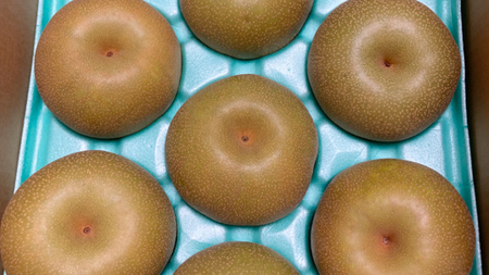 【定期便】梨 5kg（7～12個）品種移り変わりセット【2026年8月より5か月連続で発送】（茨城県共通返礼品 [梨]：大子町産）