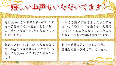 【 1月上旬発送 / 数量限定 】新米 茨城県産 コシヒカリ 精米 10kg (5kg×2袋） 令和6年産 こしひかり 米 コメ こめ 単一米 限定 茨城県産 国産 美味しい お米 おこめ おコメ