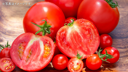 【 2026年 収穫分 先行予約 】 -太陽の味- 渋谷トマト 厳選　フルーツトマト 約1kg 2026年1月5日～発送開始