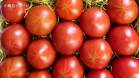【 2026年 収穫分 先行予約 】 -太陽の味- 渋谷トマト 厳選　フルーツトマト 約1kg 2026年1月5日～発送開始