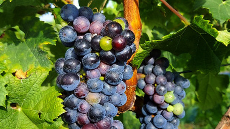 つくばみらい市産ぶどうを使った「 アロマティックな 赤ワイン 」2本入