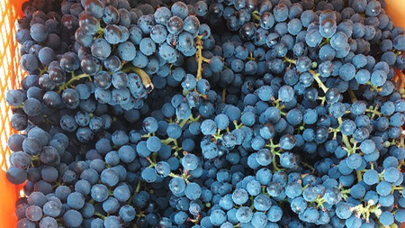 つくばみらい市産ぶどうを使った「 アロマティックな 赤ワイン 」2本入