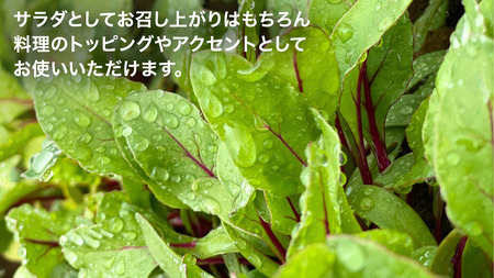 【 定期便 】3か月連続でお届け！ 黒澤農園 の ベビーリーフサラダ （ 80g × 4パック ）