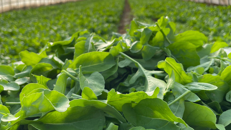 【 定期便 】3か月連続でお届け！ 黒澤農園 の ベビーリーフサラダ （ 80g × 4パック ）