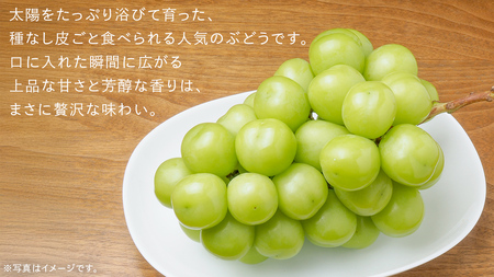 シャインマスカット 2kg （4房）【2025年9月より発送開始】（茨城県共通返礼品 [ぶどう]：結城市産）