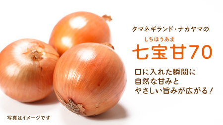【先行予約】つくばみらい市産たまねぎ 5kg （七宝甘70）保管に便利な 貯蔵 ネット付【2026年5月より発送開始】			